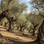 Ostuni és az olajfák